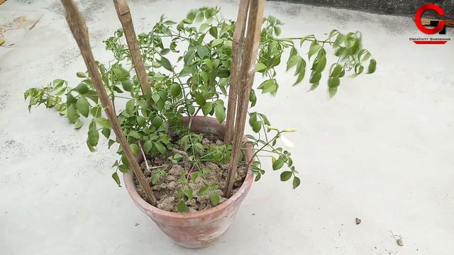 pandorea jasminoides care смотреть онлайн