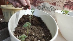 Как увеличить количество ризом у Ахименесов и Смитикодонии. (10 видео).