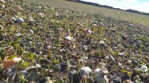 Гарбузы / пасека /кукуруза /морковь/ В селе у свекруньки /