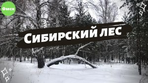 Заснеженный Сибирский лес. Снежки, снеговики и дрифт