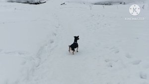 гуляю с собаками и дочкой в лесу