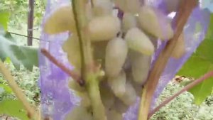 Новая селекция винограда Окинава 11 августа 2021. Виноградник Щереденкова В. А.