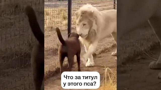 Уровень ?