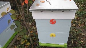 Обработка пчел бипином осенью