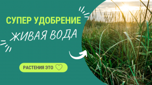 УДОБРЕНИЕ “ЖИВАЯ ВОДА”  — ЭТО ? РАСТЕНИЙ! ПРОСТАЯ ФЕРМЕНТИРОВАННАЯ ТРАВА ЗАМЕНИТ НАВОЗ!