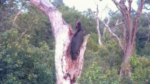 ЮЖНАЯ АФРИКА. Южная земляная птица-носорог - SOUTH AFRICA. Southern ground bird-rhinoceros