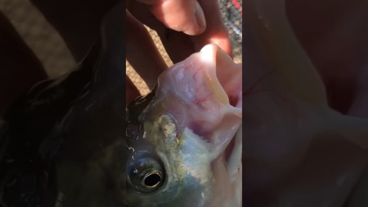 ТАЩИ ПОДСАК ПЕРВЫЙ ЛЕЩ на ОКЕ смотреть онлайн