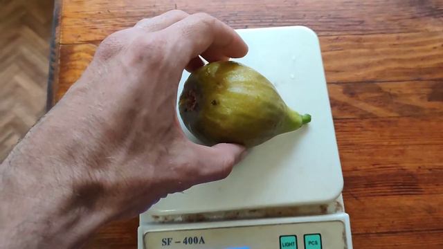 Инжир сорт "Рандино" ("Брунсвик"?). Созревает первый урожай (бреба) смотреть онлайн