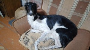 Борзые заняли все места ))