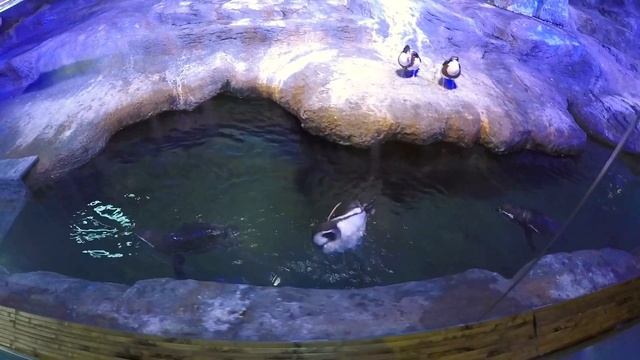 Крокус Сити Океанариум: посетили сразу три экспозиции. смотреть онлайн