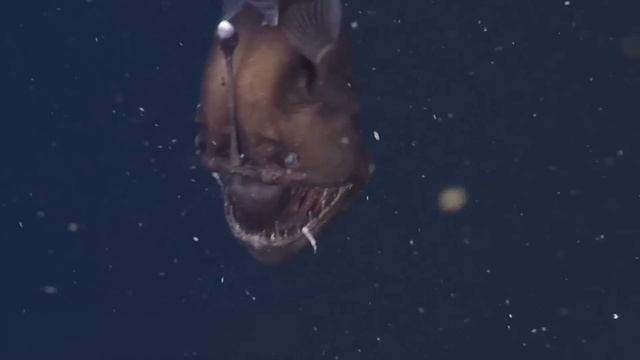 The Most Terrible Deep Sea Creatures You've Never Seen Before смотреть онлайн