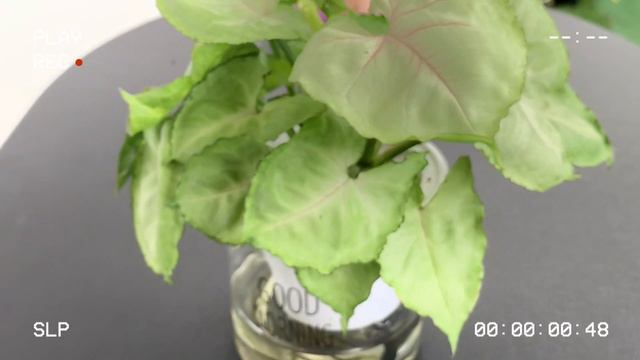 Syngonium T24 กบ ออมดาง ตนเดยวกนมย? แตกตางกนยงไง ? วธดแล?