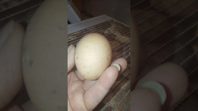 На заметку новичкам 🥚 смотреть онлайн