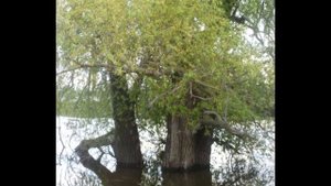 Вековые старожилы с  Большой Карагай