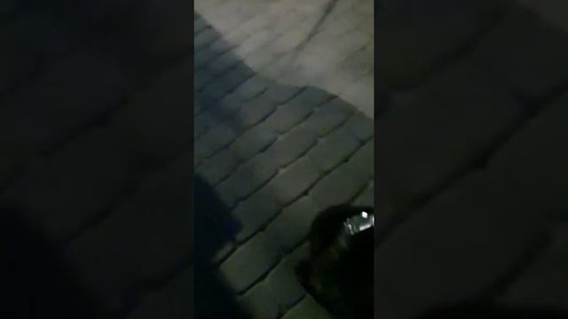 приезд нашей собаки.Алобай 4 месяца. Курский Талисман