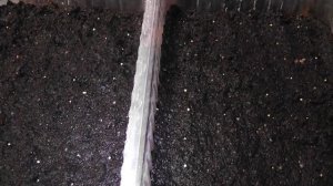 Подготовка грунта к посеву семян.