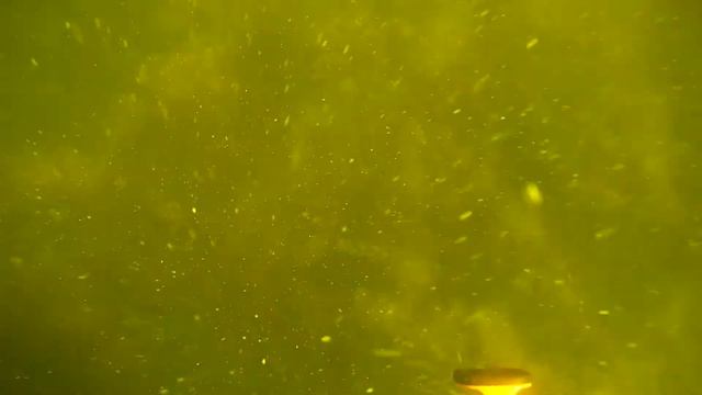 Нашел мелкое золото визуально на глубине за считанные секунды