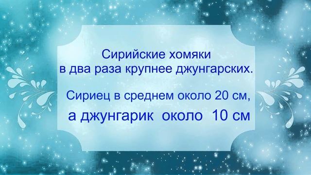 Какие хомяки лучше? Какого хомяка лучше завести Виды хомяков Каких видов бывают хомяки ХОМЯЧКИ ВИДЕ