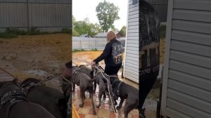 Дайте похвалюсь ???#tttt #cane #canecorso #канекорсо #canecorsoitaliano #канекорсоитальяно