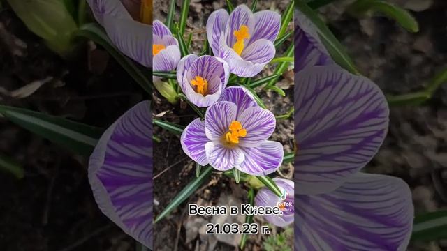 Весна в Киеве 21.03.2023. #весна сна #природа #шафран #цветы #крокусы