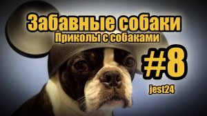 Забавные собаки / Приколы с собаками #8