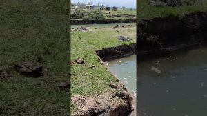 самый дешёвый , бюджетный вариант шлюзов это лотки))), очередной пруд для форели