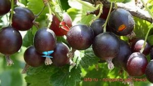 Йошта гибридный (josta) ? гибридный йошта обзор: как сажать, саженцы йошты