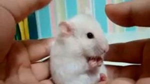 мышка прикол