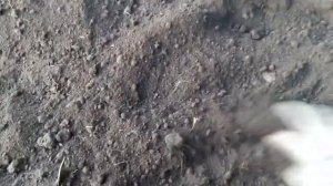 Подготовка почвы для клубники