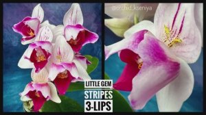 Phal. Little Gem Stripes (peloric - 3lips) 🔥 Азиатская орхидея трилипс Литтл Джем Страйпс 🌸 Обзор