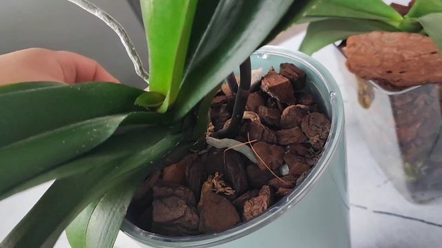 Обезопась себя! Лечение и профилактика орхидей от корневой гнили. смотреть онлайн