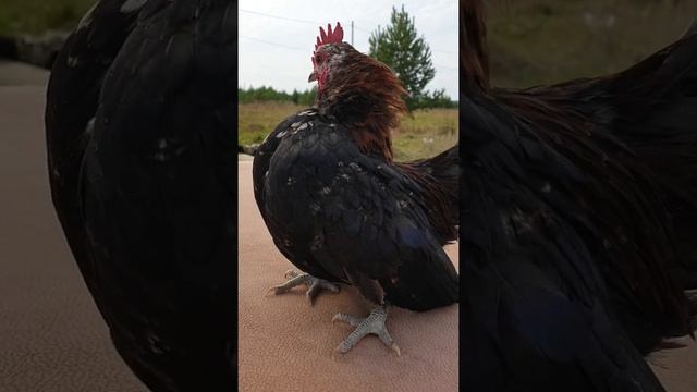 Малазийская серама. для заказа директ (ссылка во вкладке "о канале"). Парой дешевле.