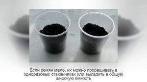 Как вырастить БАНАН из семян в домашних условиях