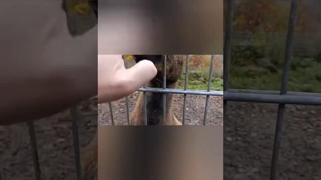 Наш минизоопарк . Зоопарк в Германии . Деревня . смотреть онлайн