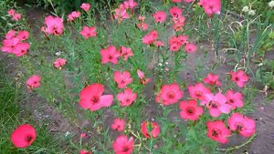 Красный лен. Linum grandiflorum. Сад ORION