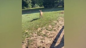 ПРИКОЛЫ С ЖИВОТНЫМИ ДО СЛЕЗ