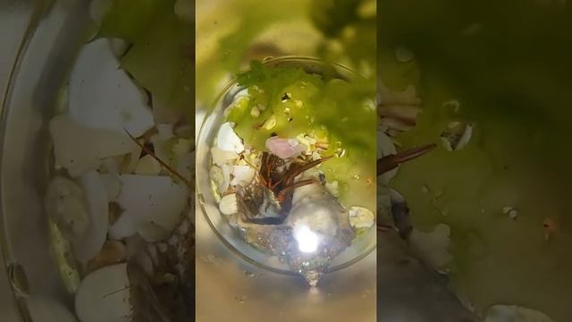 Рак-отшельник черноморский смотреть онлайн