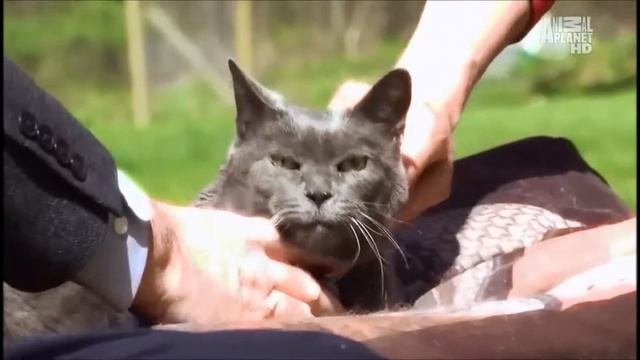 Порода кошек Британская короткошёрстная