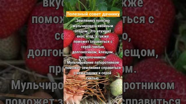 мульча на клубнике
