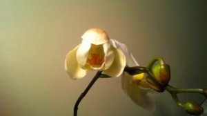 Orchid