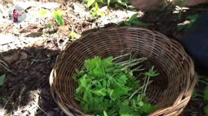 Survival Food Finding, Picking up and Eating Baby Tamarin Tree with chili sauce | Lisa Cooking