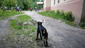 Пёс решил не связываться с ягдтерьером)