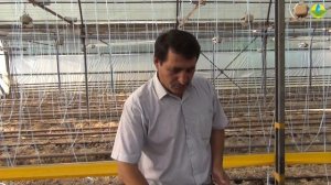 Что нужно для рассады томата - Кальций и бор.
