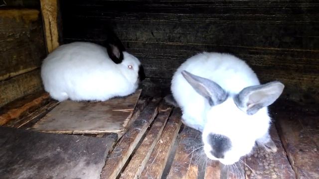 КРОЛИКИ ЗИМОЙ смотреть онлайн