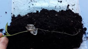 КАК ПИКИРОВАТЬ ПЕРЕЦ в ПЕЛЕНКИ? ТопСад