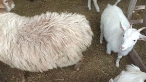 Новый загон для Овец и баранов