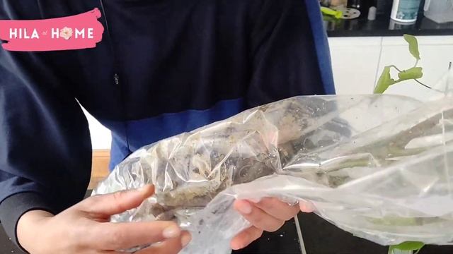 Climbing Roses | Golden Showers & Zepherine Drouhin Rose & Clematis Unboxing | British Gardening смотреть онлайн