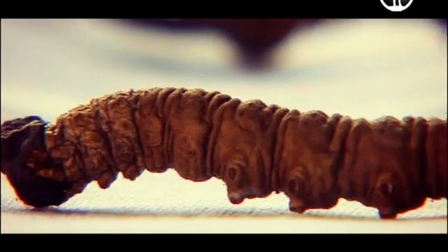 "Новое золото Гималаев" смотреть онлайн