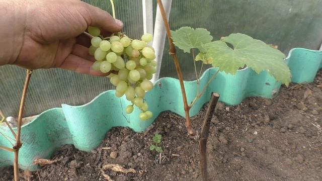 Виноград . Урожай в первый год посадки. смотреть онлайн