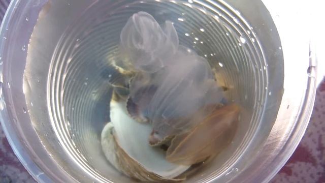 Дары моря смотреть онлайн